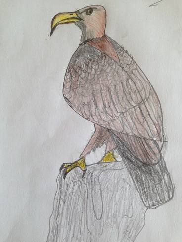 Georgina's drawing of an eagle.